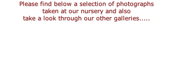 Please find below a selection of photographs  taken at our nursery and also  take a look through our other galleries.....